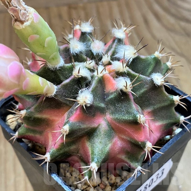 SH18033 Gymnocalycium mihanovichii f. variegata