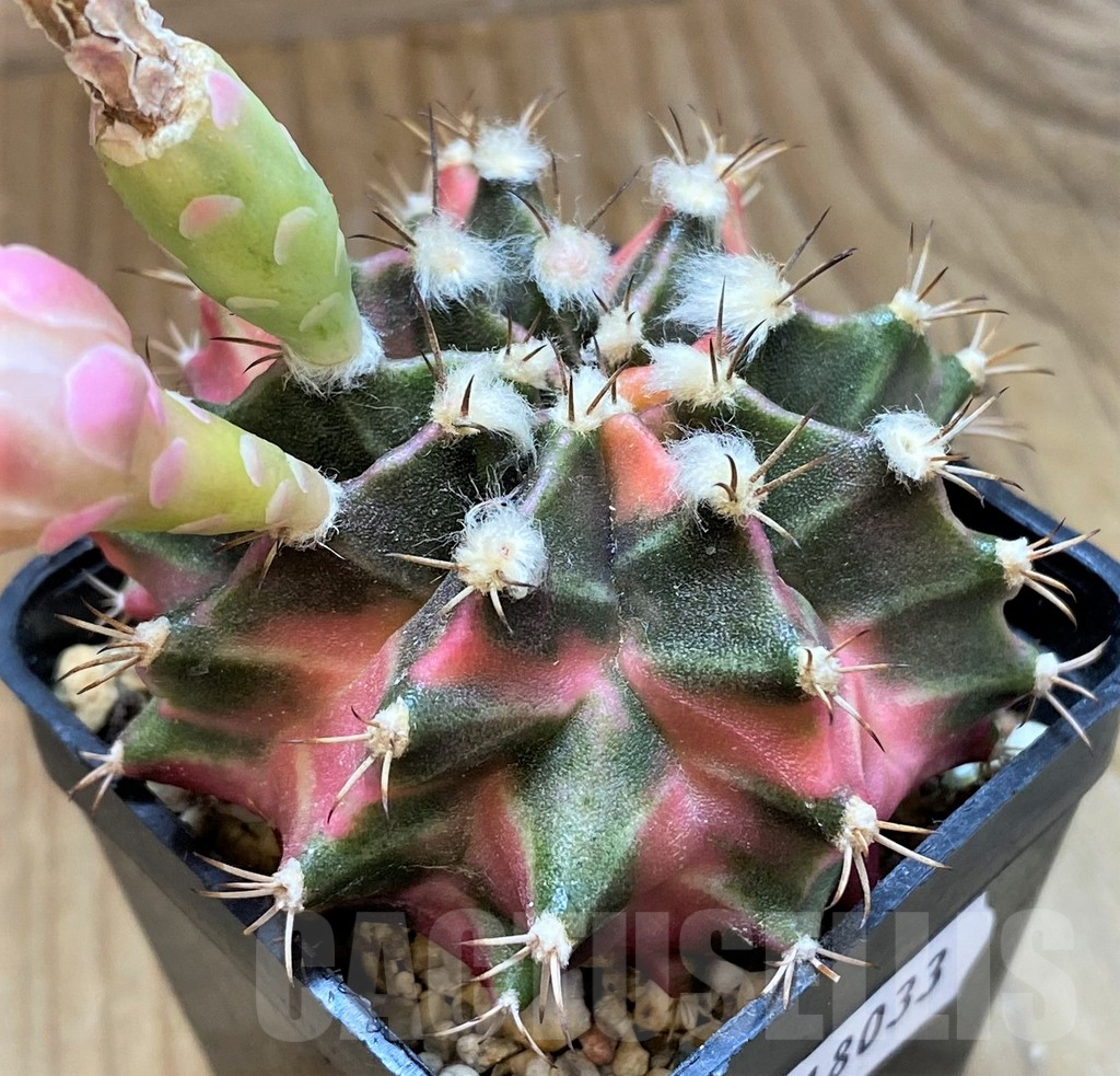 SH18033 Gymnocalycium mihanovichii f. variegata