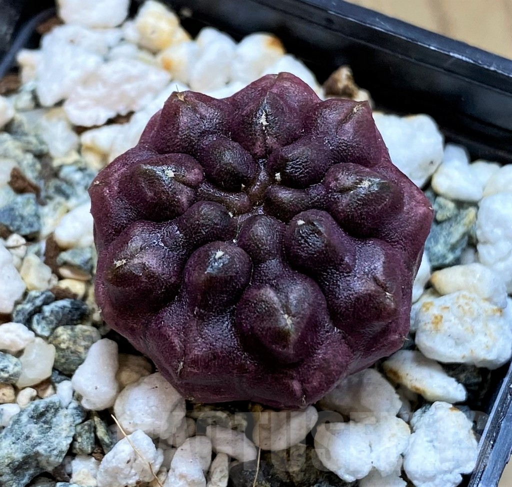 SH18034 Gymnocalycium mihanovichii 'Day Dream'