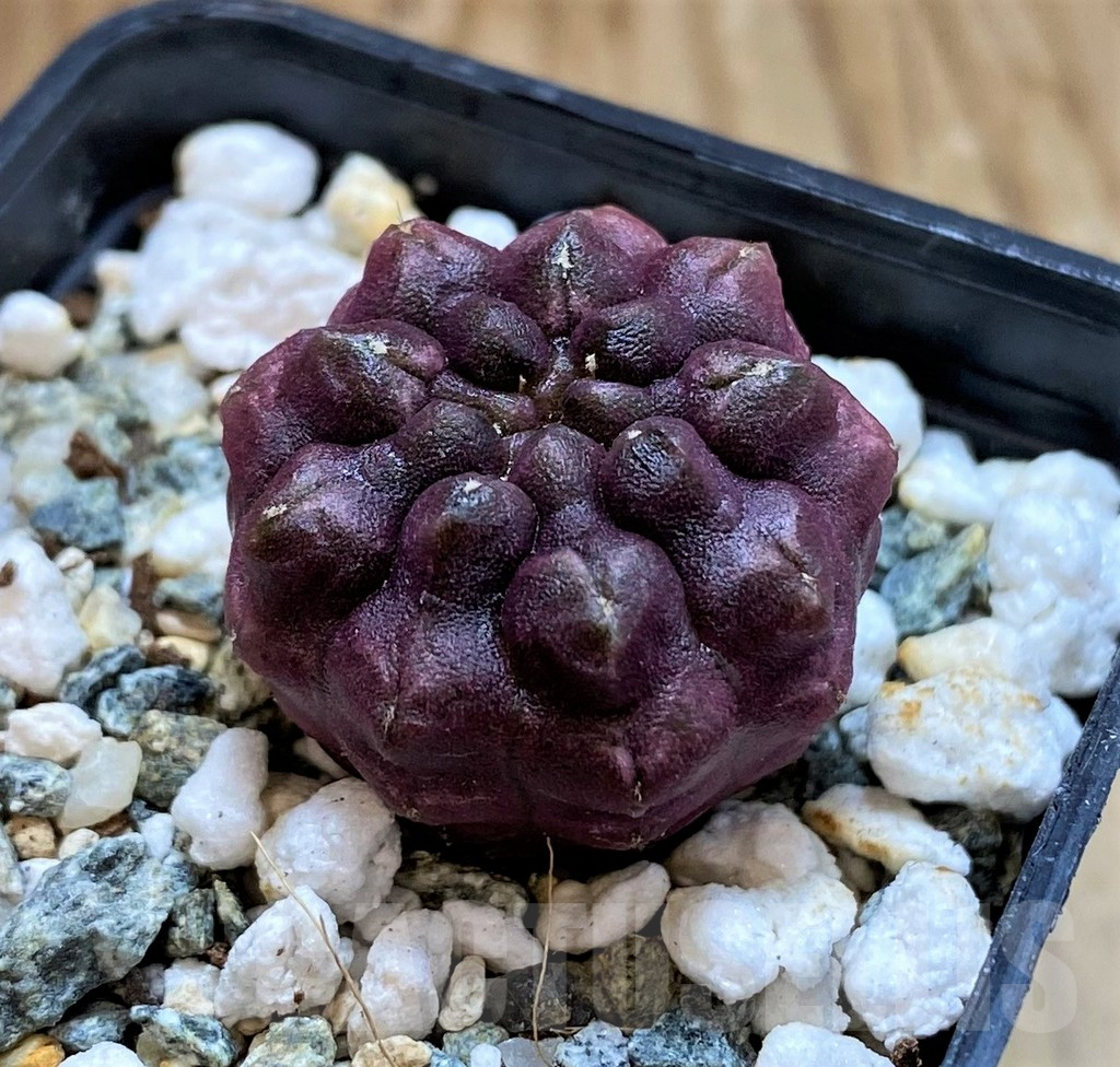 SH18034 Gymnocalycium mihanovichii 'Day Dream' - Image 2