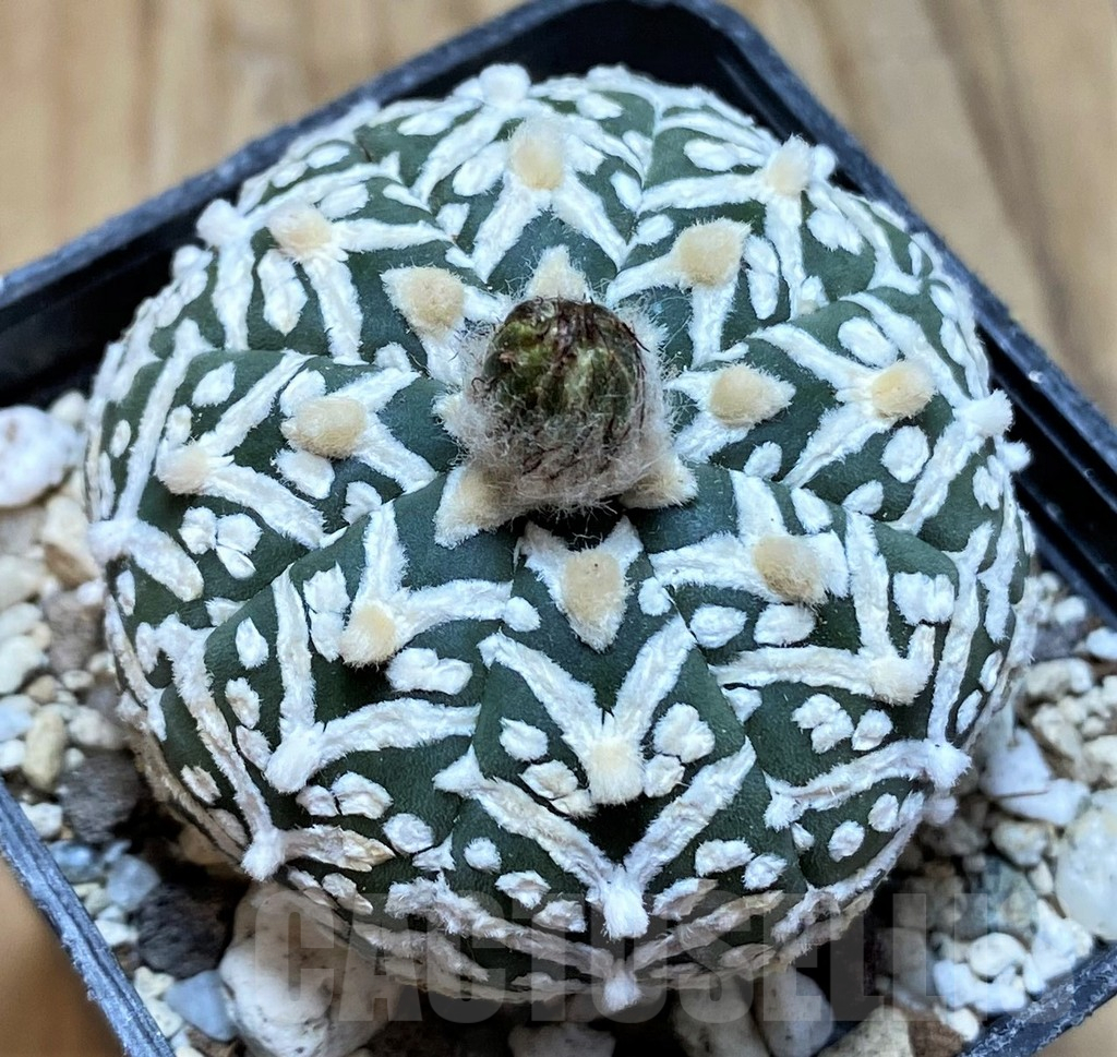 SH18021 Astrophytum asterias 'Super Kabuto' V-type