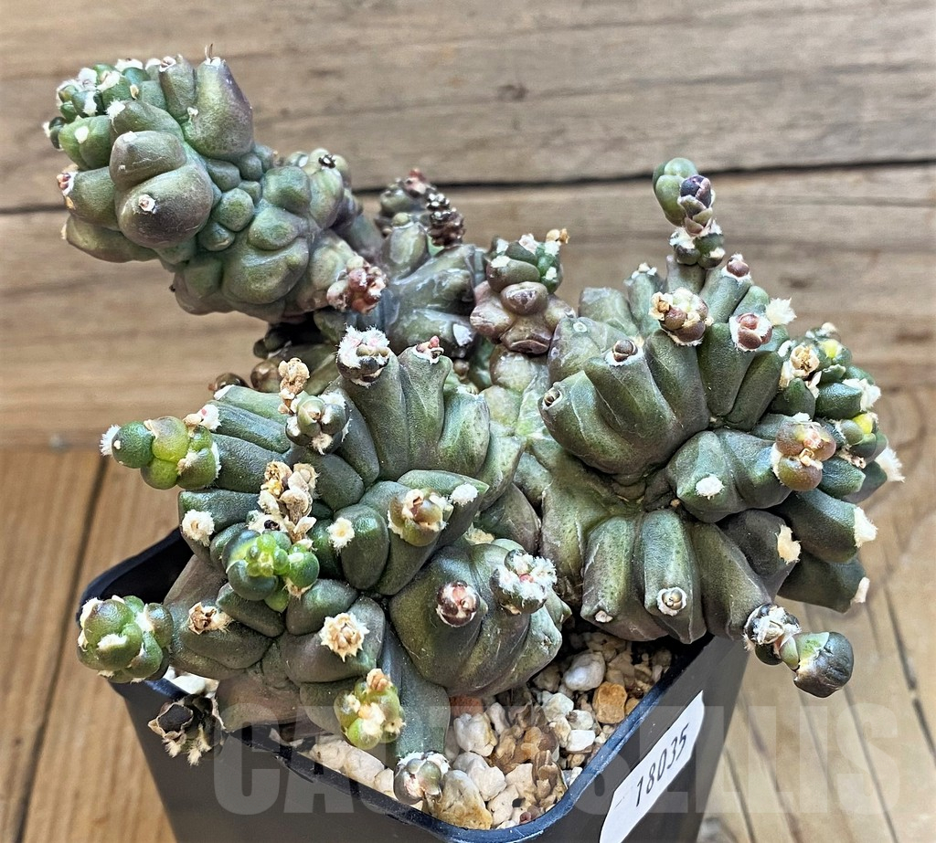 SH18035 Gymnocalycium mihanovichii ‘Transformer’ - Image 2