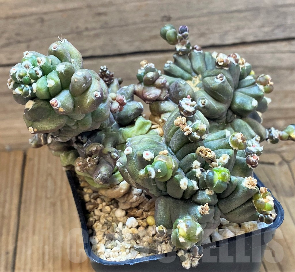 SH18035 Gymnocalycium mihanovichii ‘Transformer’ - Image 3