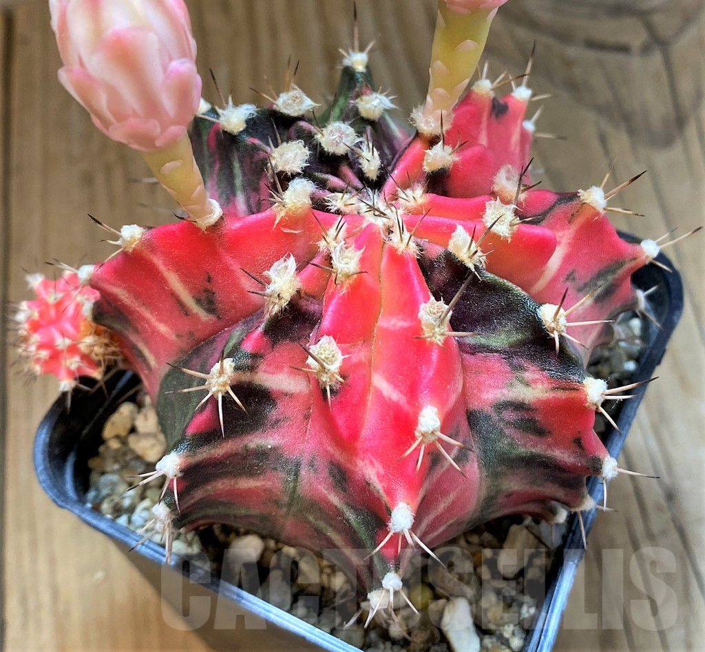 SH18037 Gymnocalycium mihanovichii f. variegata - Imagen 2
