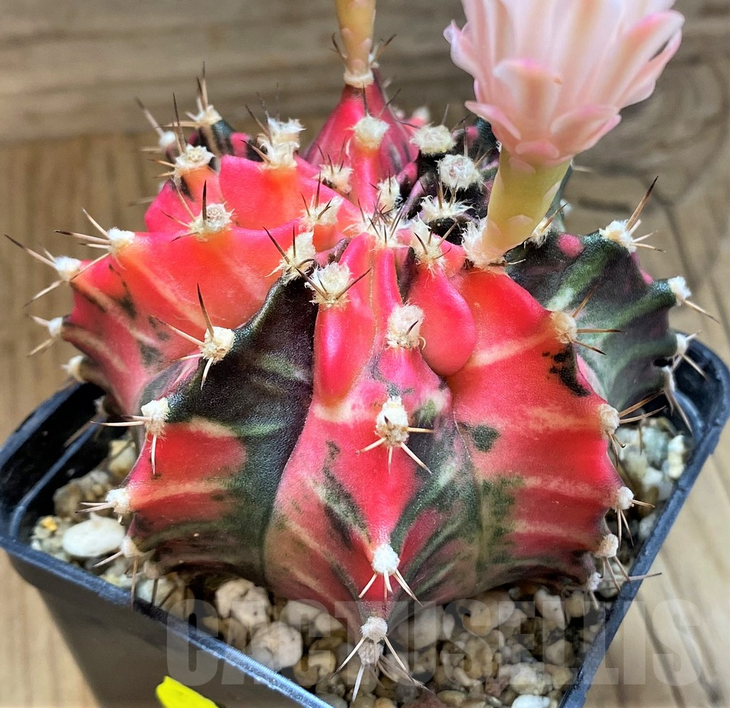 SH18037 Gymnocalycium mihanovichii f. variegata
