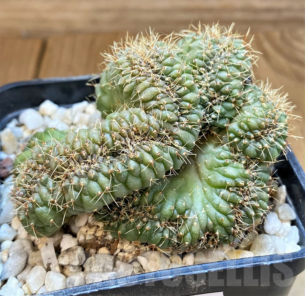 SH18039 Gymnocalycium sp. f. cristata
