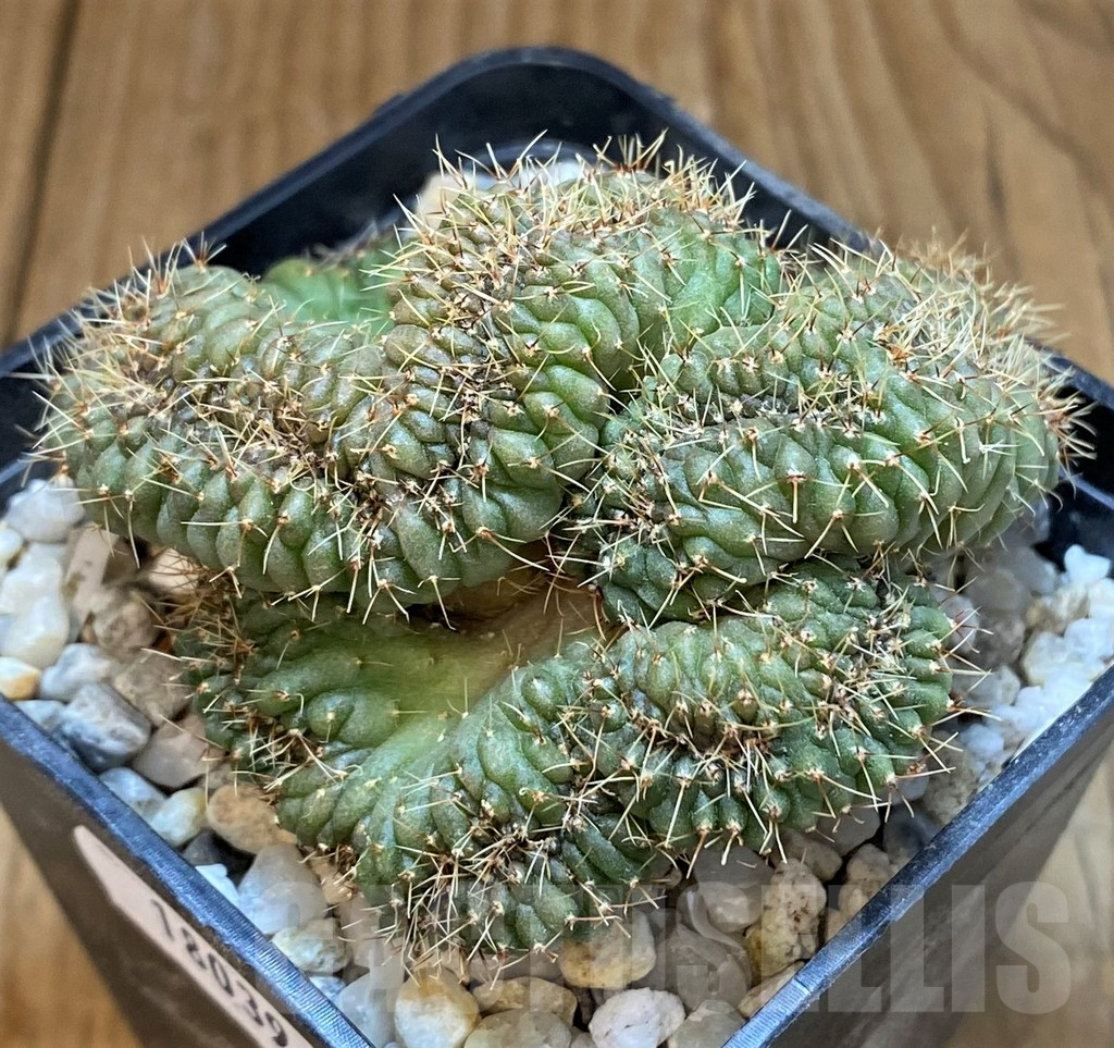 SH18039 Gymnocalycium sp. f. cristata - immagine 3