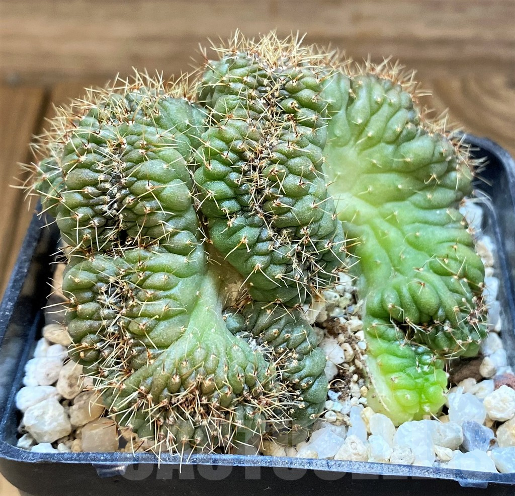 SH18039 Gymnocalycium sp. f. cristata - immagine 2