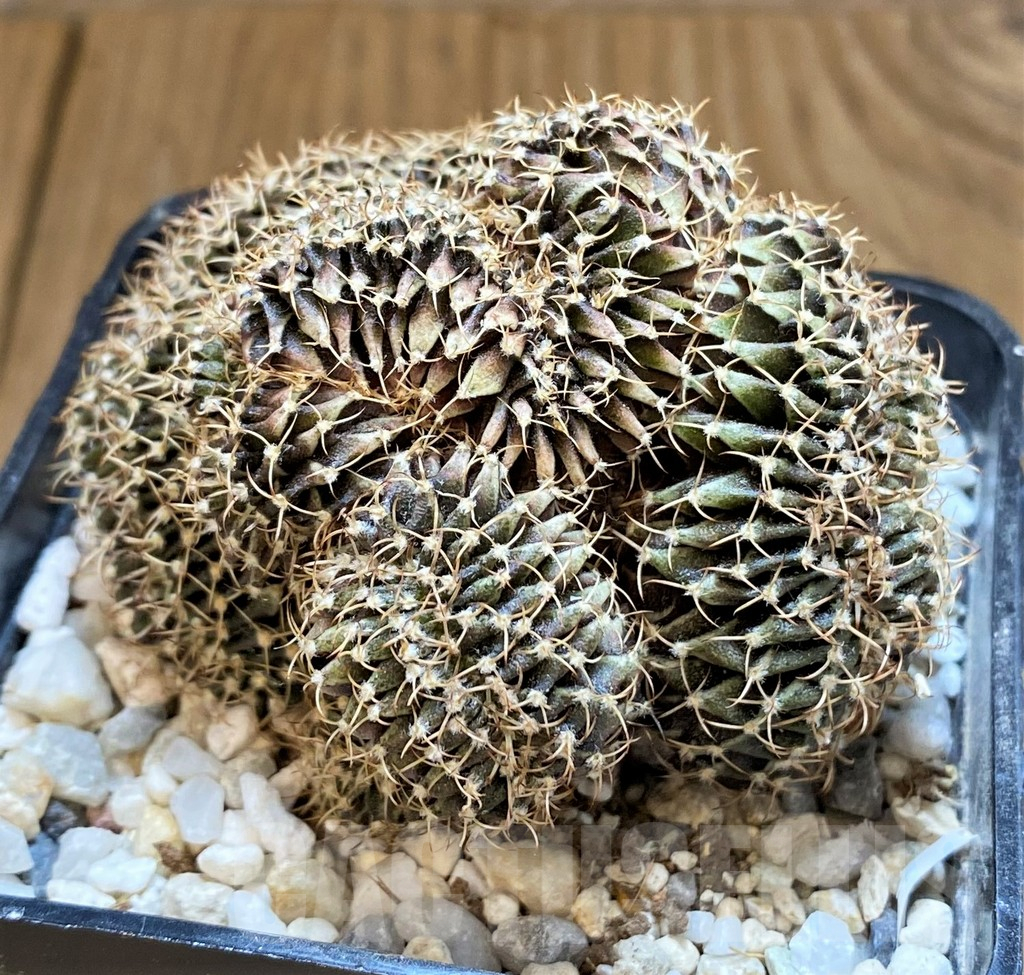 SH18040 Gymnocalycium mihanovichii f. cristata - Image 3