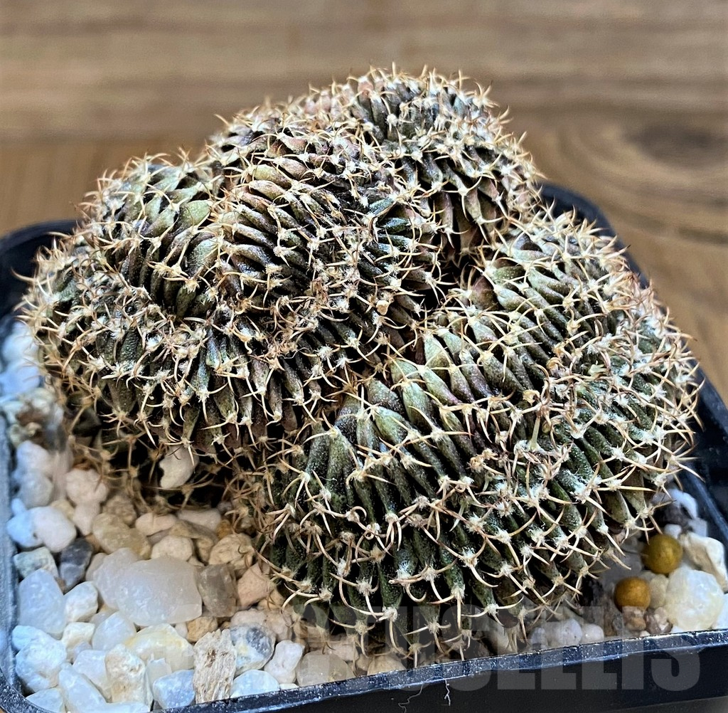 SH18040 Gymnocalycium mihanovichii f. cristata
