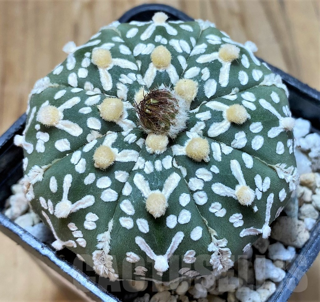 SH18022 Astrophytum asterias 'Super Kabuto' V-type