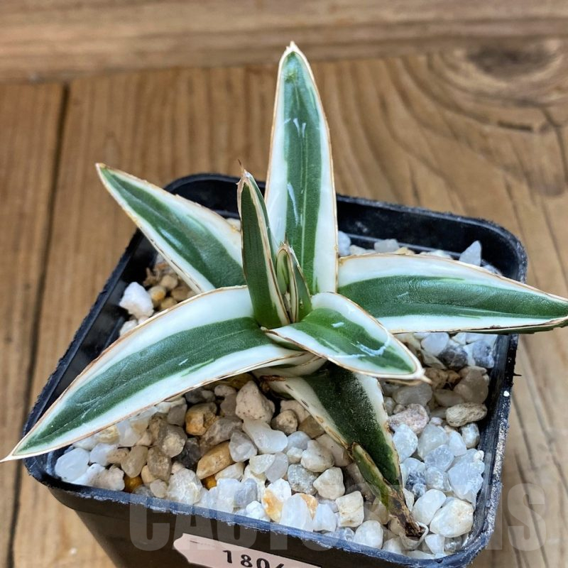 SH18041 Agave victoriae-reginae 'White Rhino'