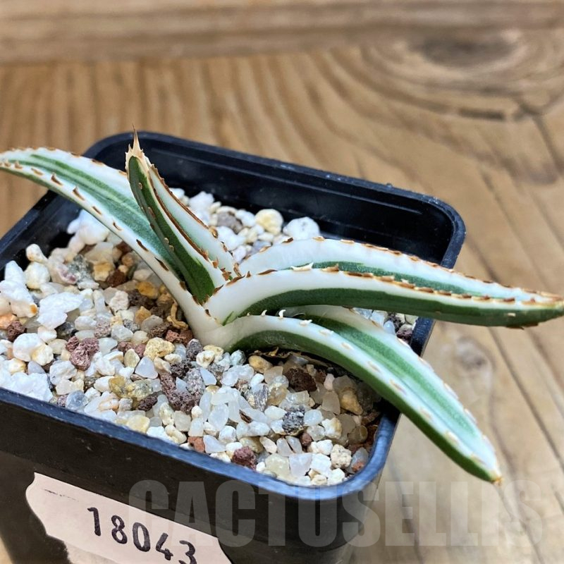 SH18043 Agave victoriae-reginae 'White Rhino'