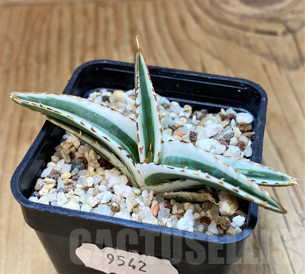 SH18044 Agave victoriae-reginae 'White Rhino' - immagine 3