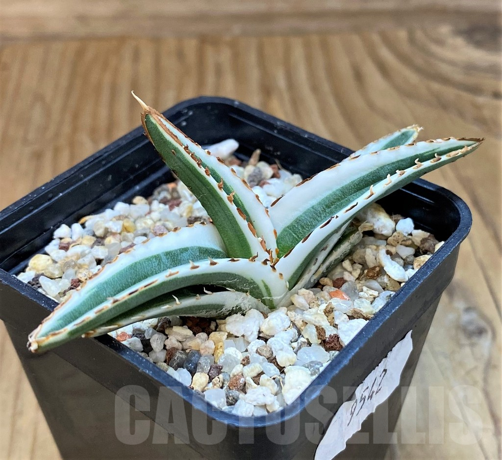 SH18044 Agave victoriae-reginae 'White Rhino' - immagine 2