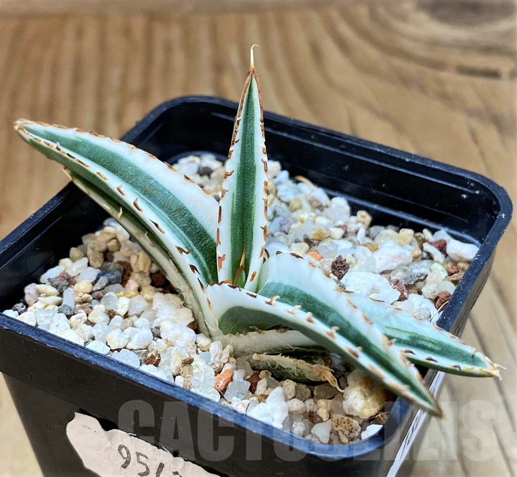SH18044 Agave victoriae-reginae 'White Rhino'