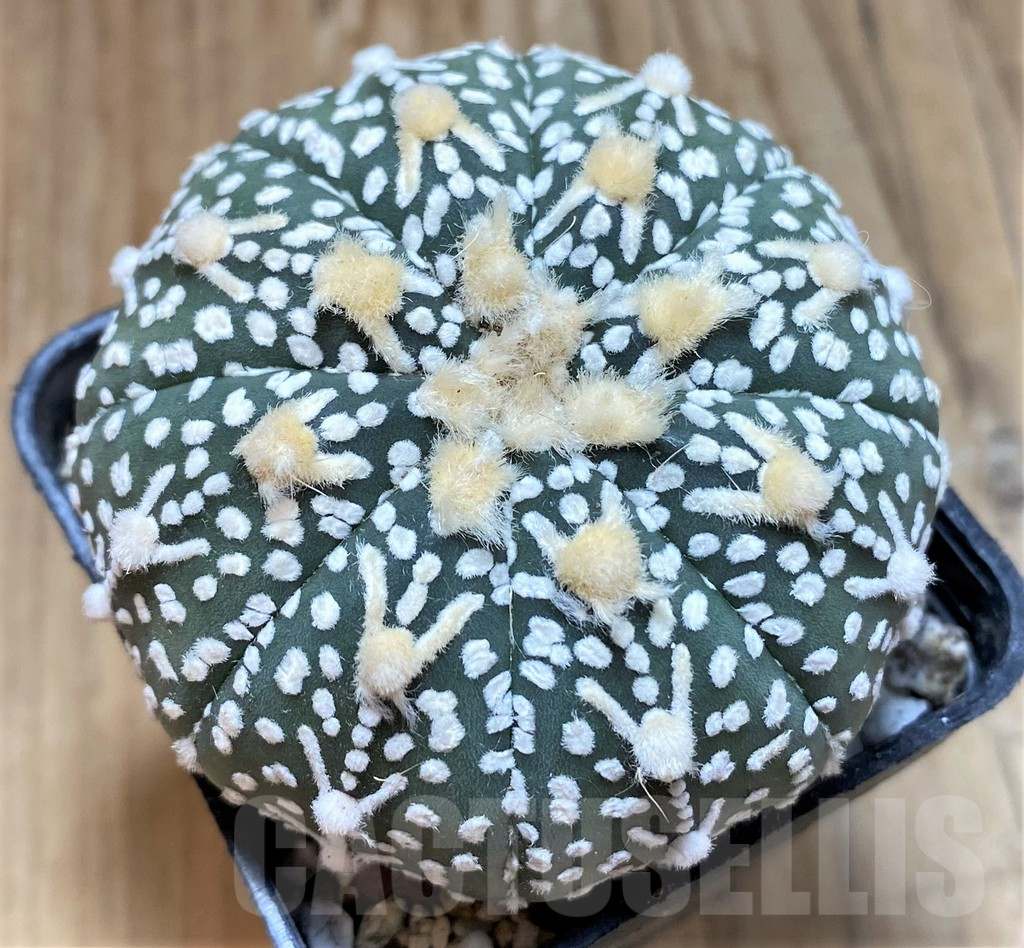 SH18023 Astrophytum asterias 'Super Kabuto' V-type