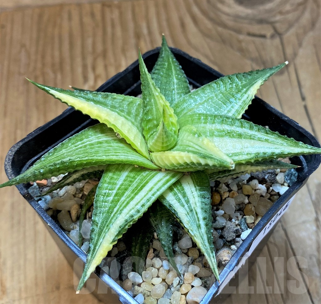 SH18046 Haworthia limifolia hybrid f. variegata - Image 2