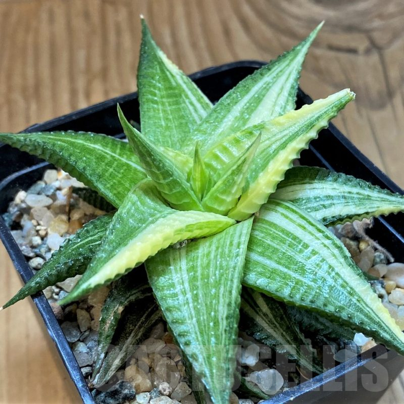 SH18046 Haworthia limifolia hybrid f. variegata