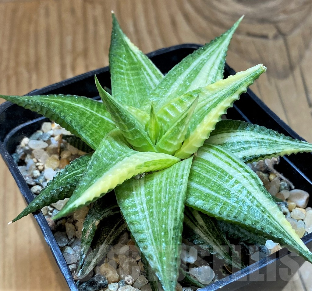 SH18046 Haworthia limifolia hybrid f. variegata