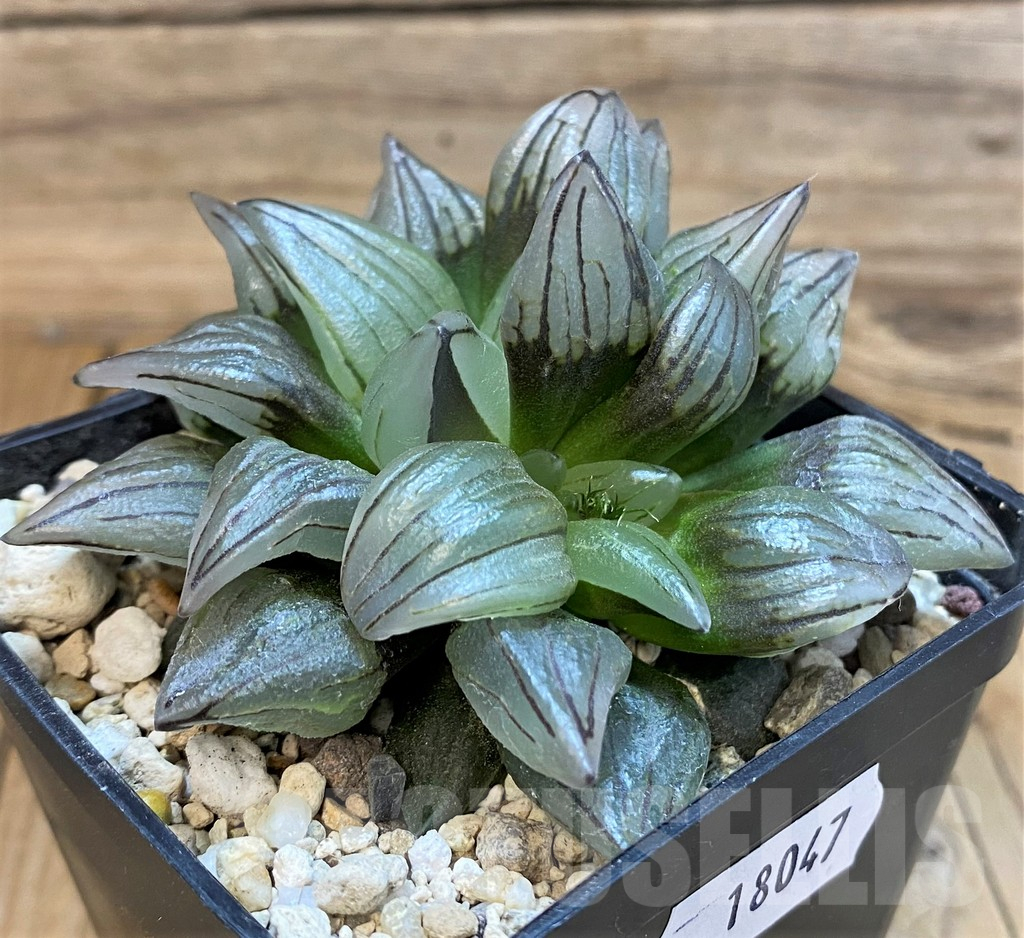 SH18047 Haworthia atrofusca 'Watermelon' - Image 3