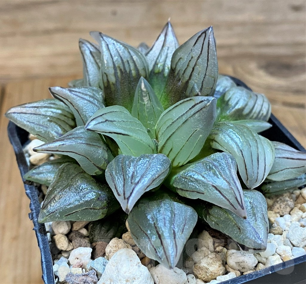 SH18047 Haworthia atrofusca 'Watermelon'