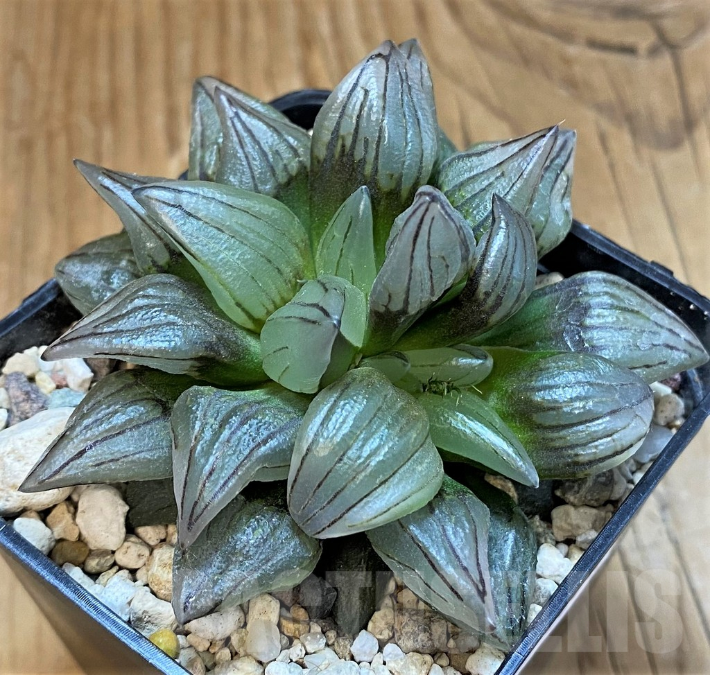 SH18047 Haworthia atrofusca 'Watermelon' - Image 2