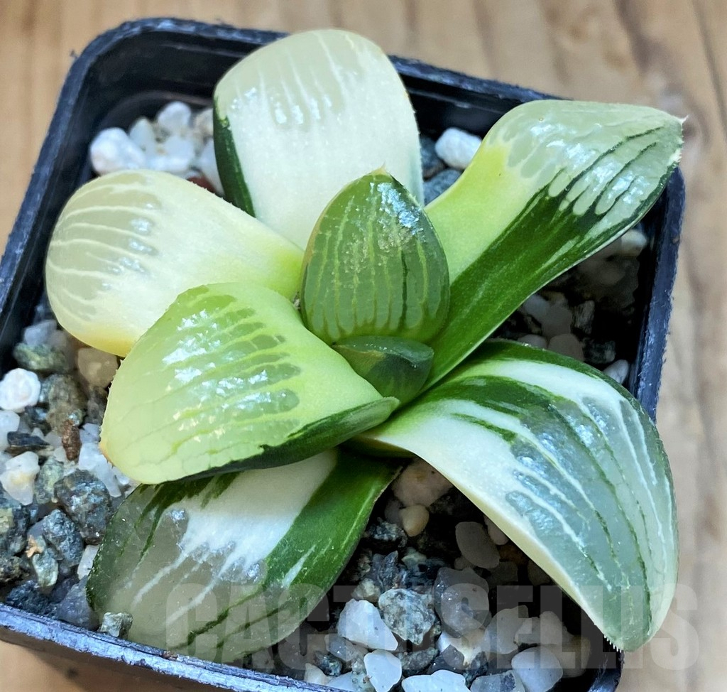 SH18048 Haworthia springbokvlakensis hybrid f. variegata
