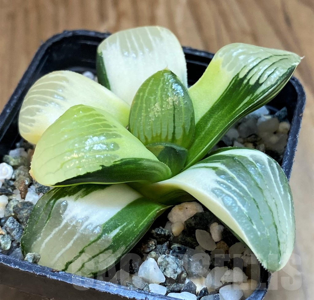 SH18048 Haworthia springbokvlakensis hybrid f. variegata - Image 3