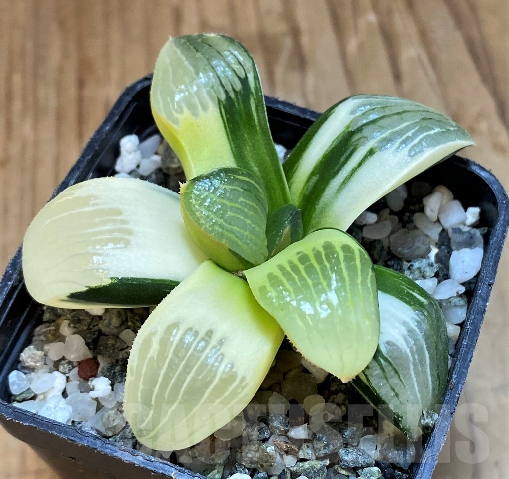 SH18048 Haworthia springbokvlakensis hybrid f. variegata - Image 2
