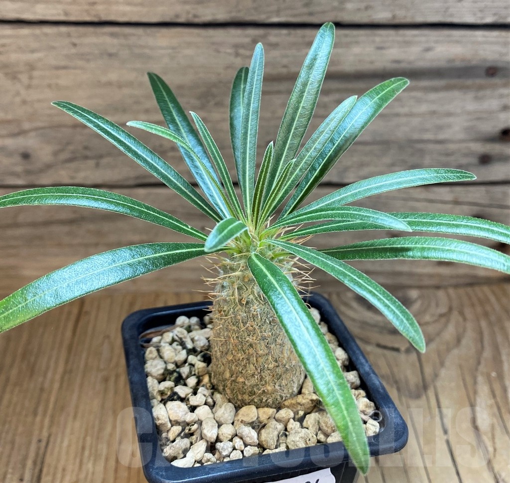 SH18194 Pachypodium rosulatum ssp. gracilius