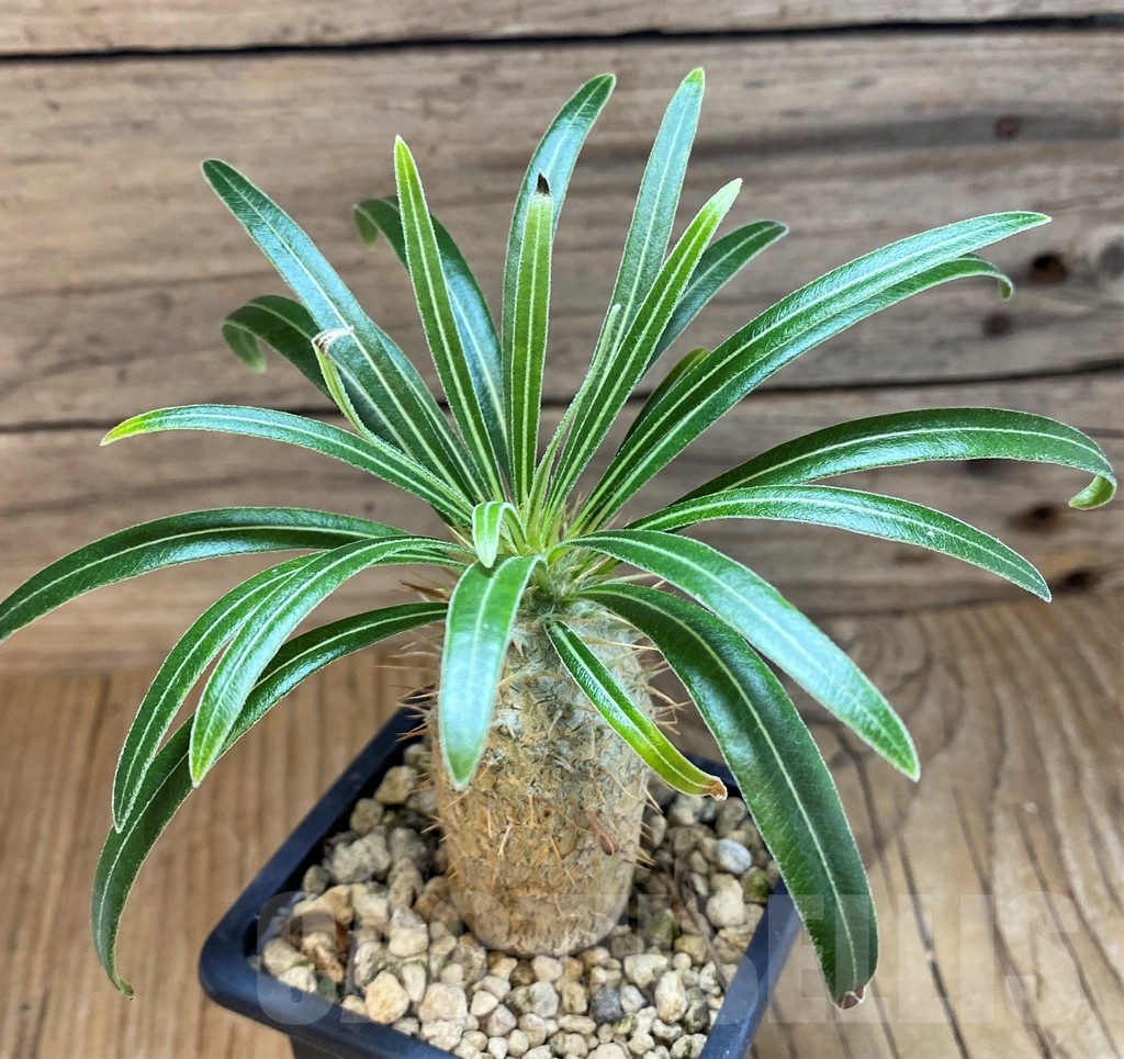 SH18195 Pachypodium rosulatum ssp. gracilius