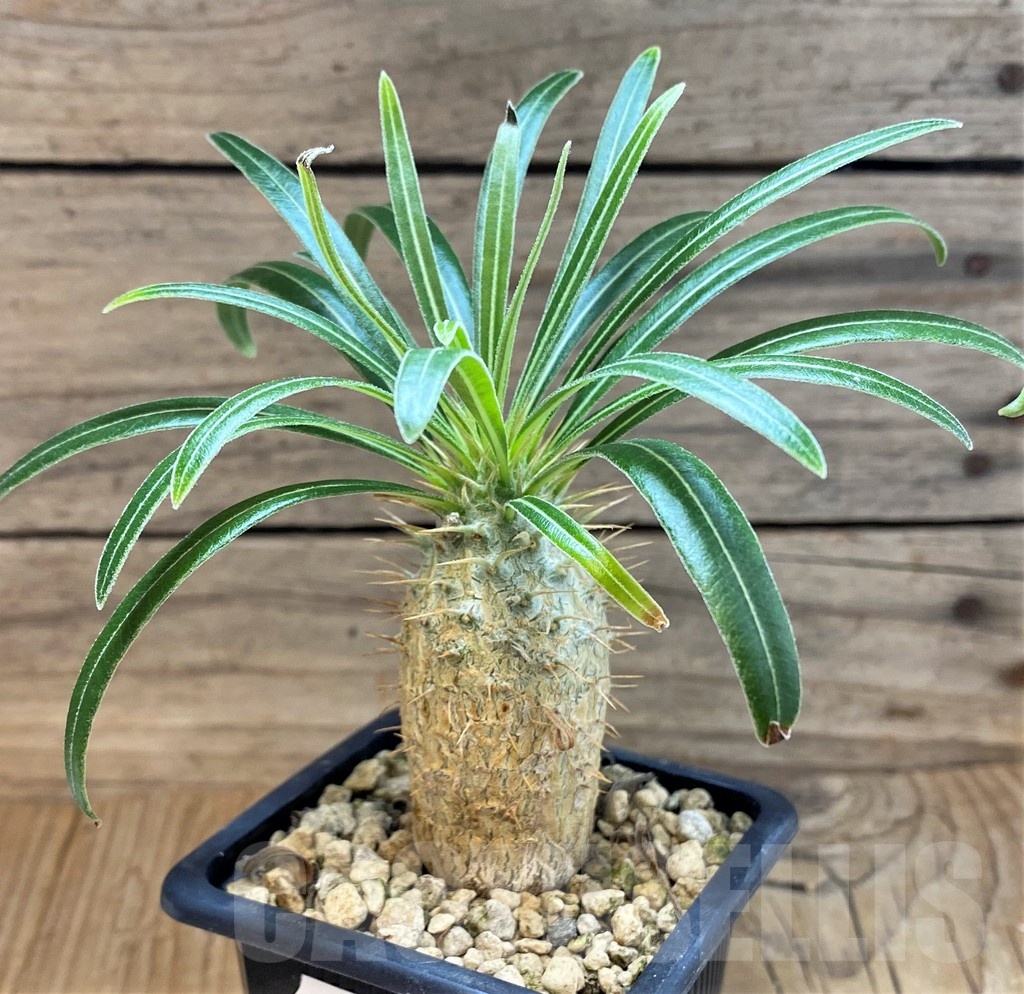 SH18194 Pachypodium rosulatum ssp. gracilius - Image 2