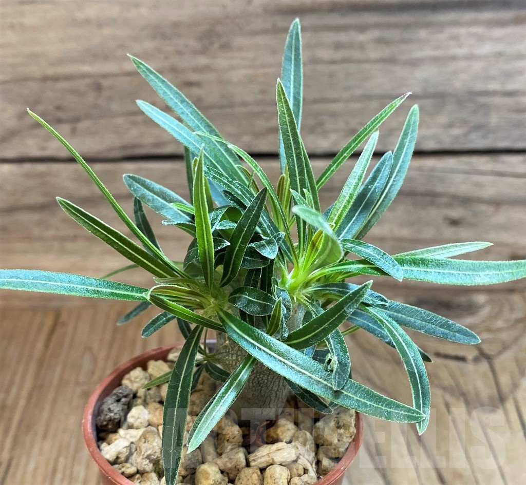 SH18196 Pachypodium rosulatum ssp. gracilius