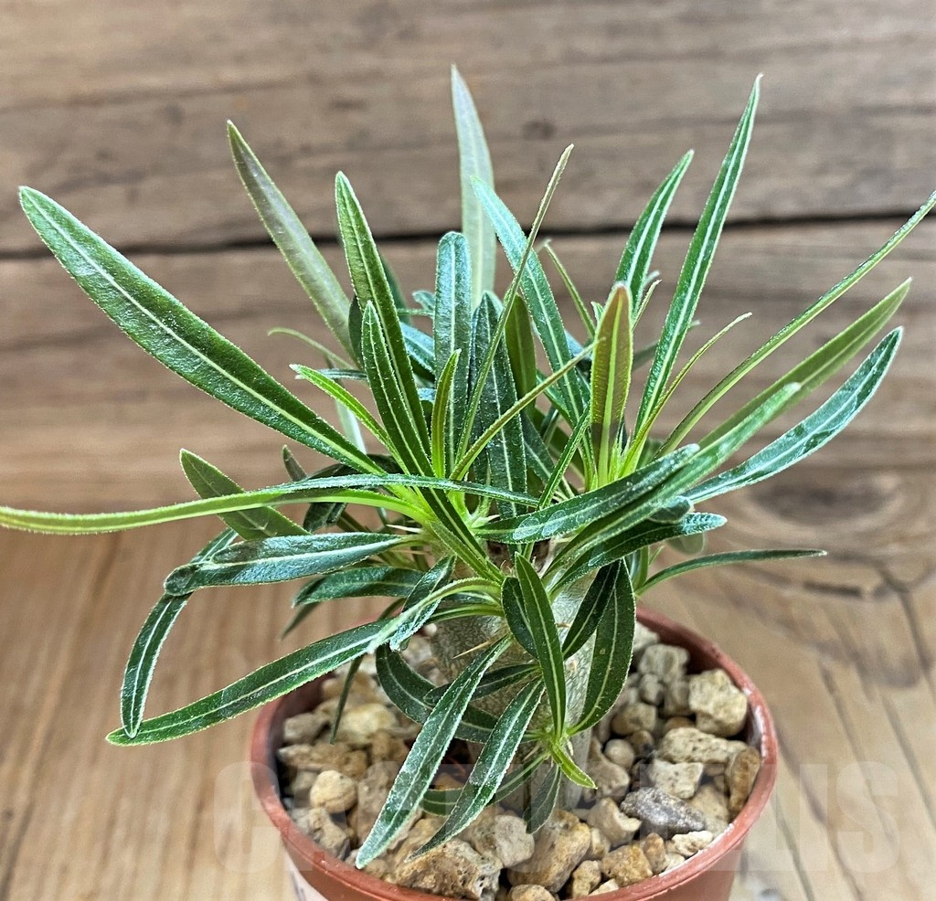 SH18196 Pachypodium rosulatum ssp. gracilius - Image 2