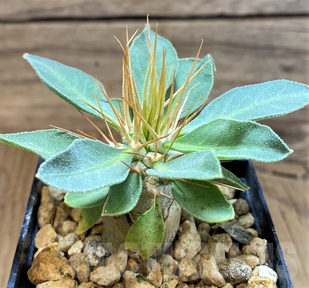SH18197 Pachypodium namaquanum - Image 2