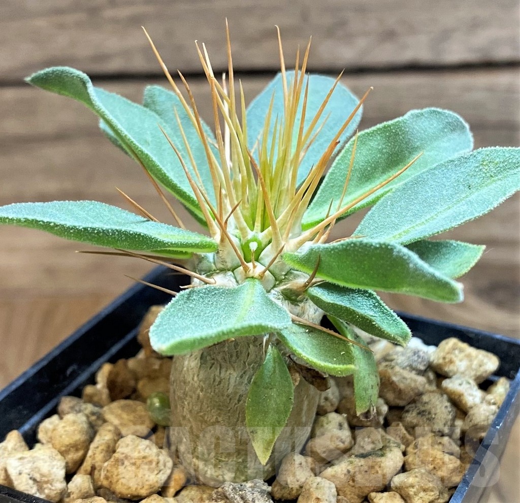 SH18197 Pachypodium namaquanum