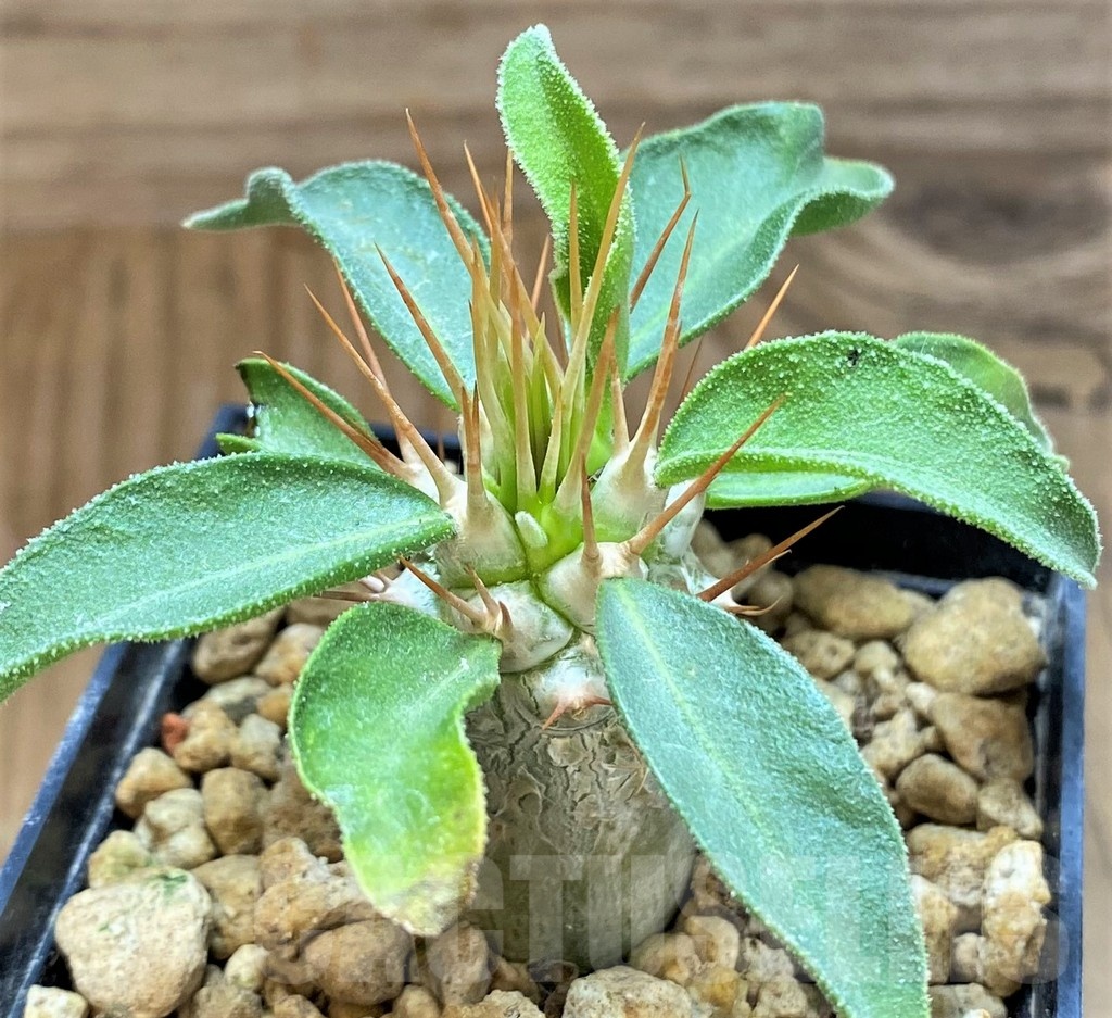SH18198 Pachypodium namaquanum