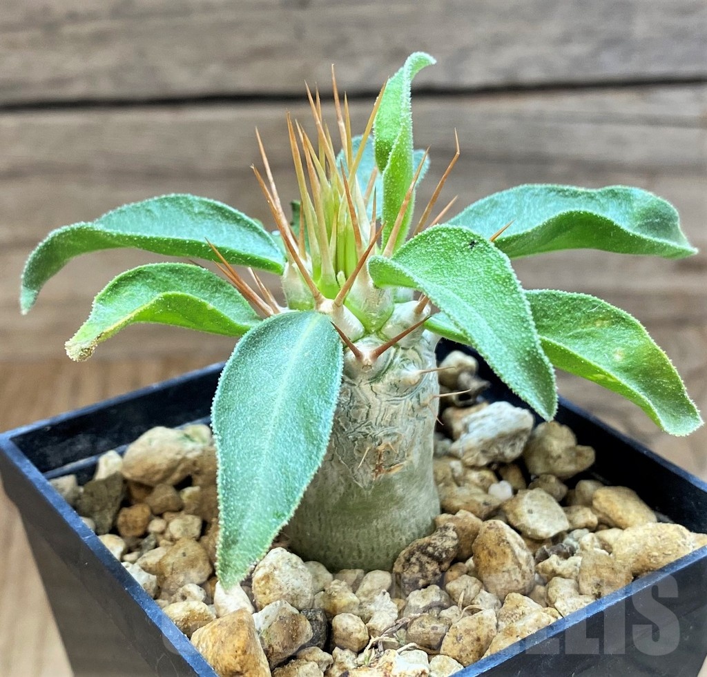 SH18198 Pachypodium namaquanum - Image 2