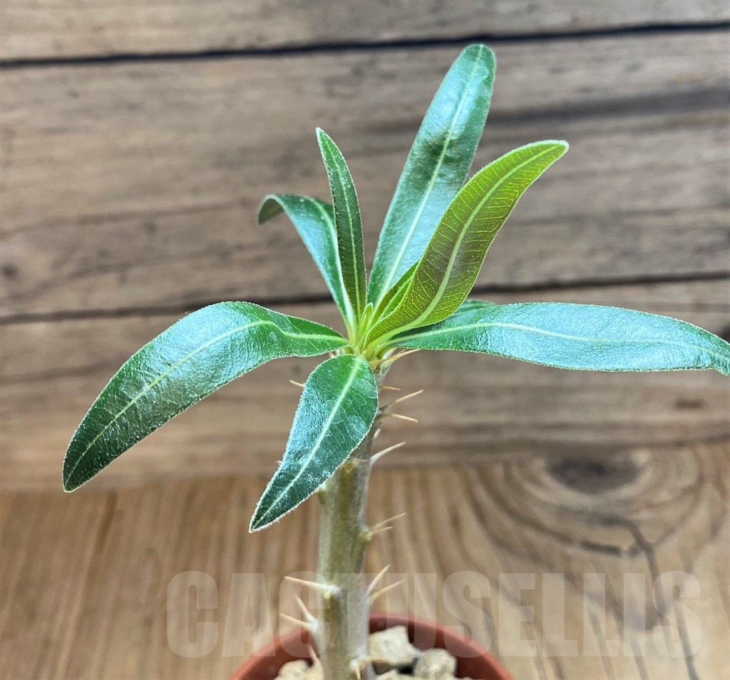 SH18199 Pachypodium rosulatum