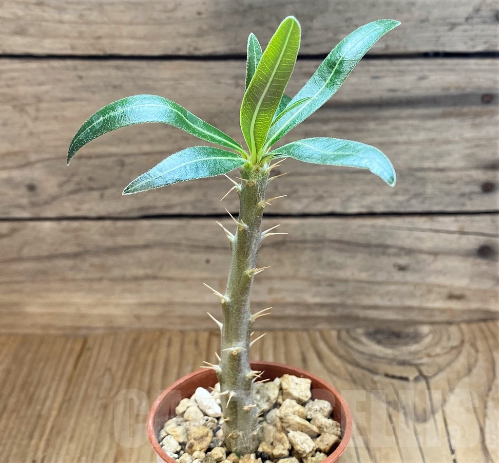 SH18199 Pachypodium rosulatum - Image 2