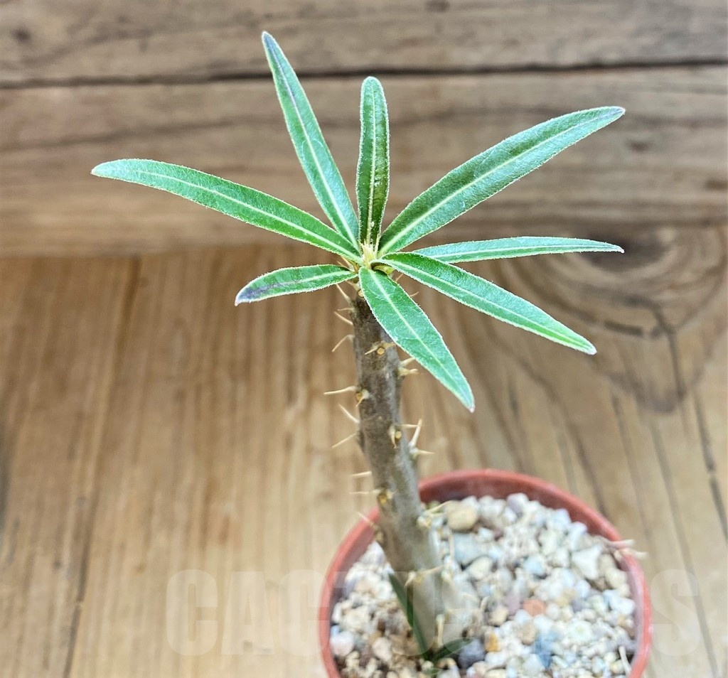 SH18200 Pachypodium rosulatum