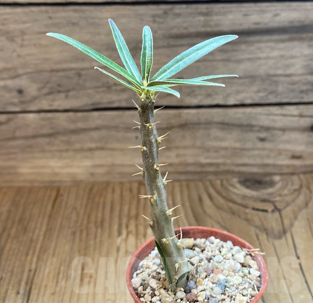 SH18200 Pachypodium rosulatum - Image 2