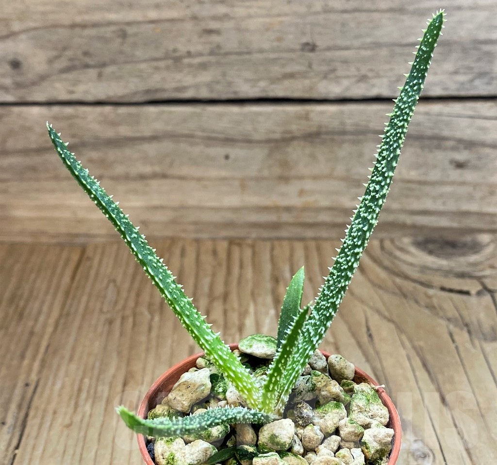 SH18201 Aloe delicatifolia