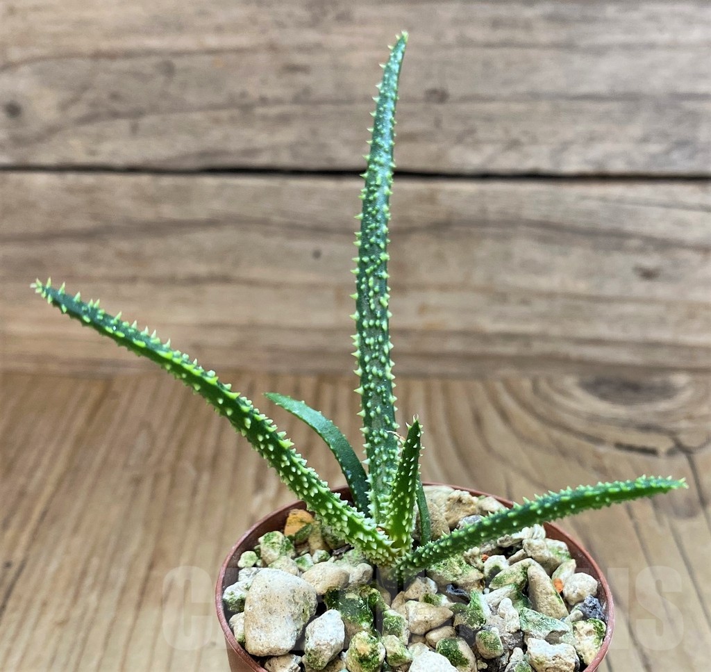 SH18202 Aloe delicatifolia