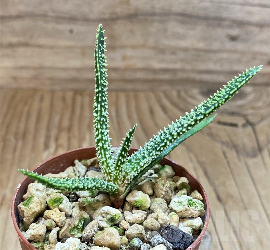 SH18203 Aloe delicatifolia