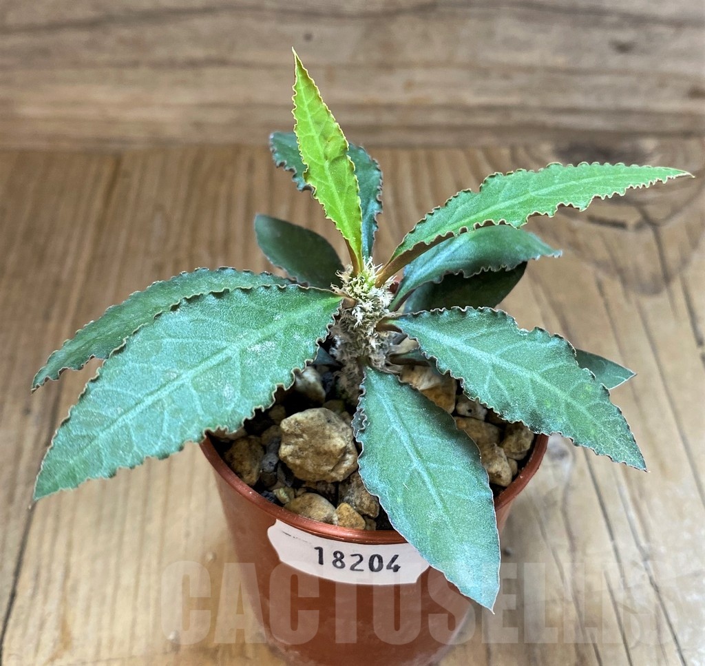 SH18204 Euphorbia suzannae-marnierae - Image 2