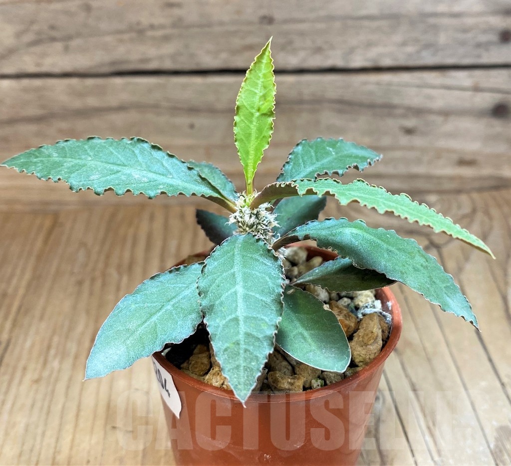 SH18204 Euphorbia suzannae-marnierae