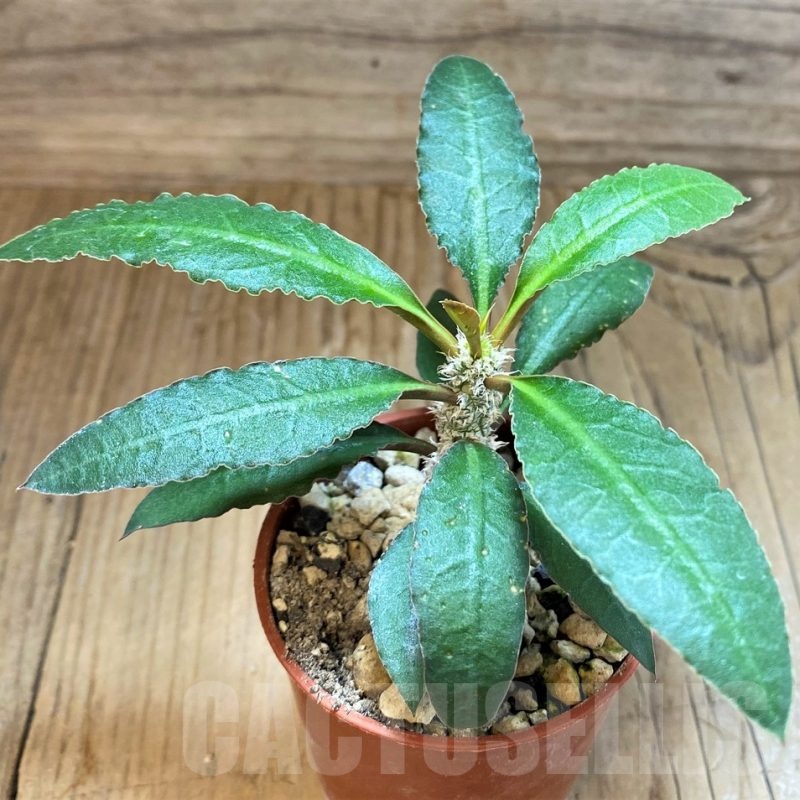 SH18205 Euphorbia suzannae-marnierae