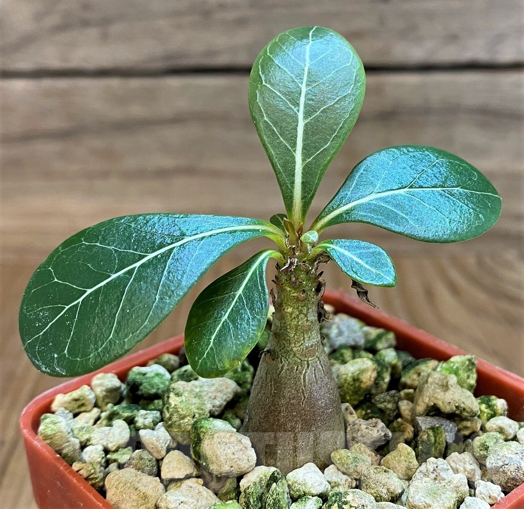 SH18208 Adenium socotranum - Image 2